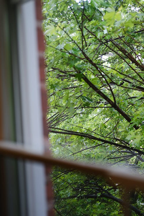 Vue de feuilles de chêne vertes à travers une fenêtre dans un mur de briques