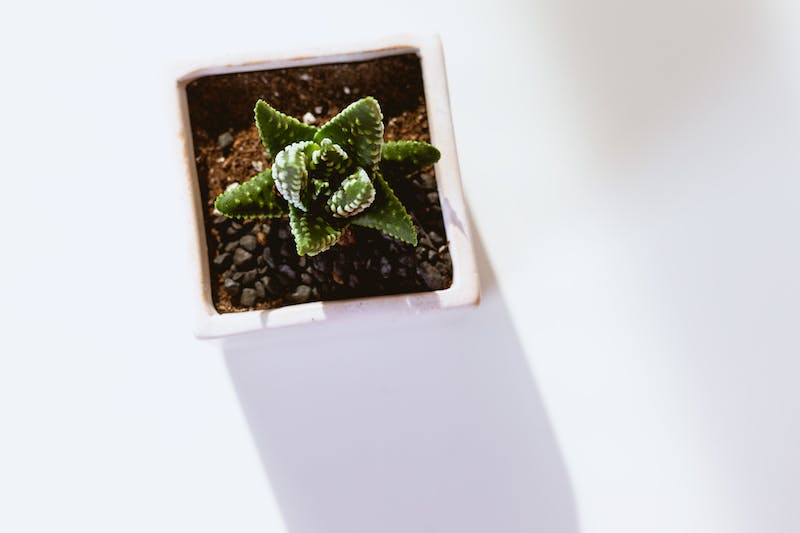 Petite succulente dans un mignon mini-pot sur un fond blanc avec le soleil entrant et créant une ombre.